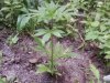newoutdoorgrowcloser.JPG