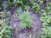 outdoorgrowfosho.JPG