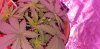 20200809_210506.jpg