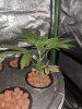 IMG_20200815_024410.jpg