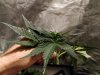 2764023_sweet-skunk-auto-blue-critical-auto-white-widow-xxl-auto-grow-journal-by-stonerlibrarian.jpg 2764023_sweet-skunk-auto-blue-critical-auto-white-widow-xxl-auto-grow-journal-by-stonerlibrarian.jpg