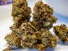celestial buds (1 of 1)-5.jpg