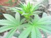thc bomb, caramelicious and bagseed, flowering, start of week 1 041.JPG