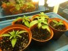 grow journal 107.jpg