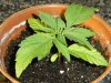 grow journal 103.jpg