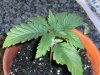grow journal 110.jpg