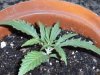 grow journal 109.jpg