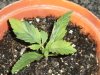 grow journal 104.jpg