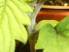 grow journal 105.jpg