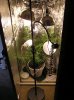 TW-W-lights.JPG