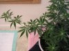 L-Flowers.JPG