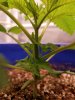 Day 23, 7-24-20 Pre-Topping.jpg