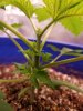 Day 23, 7-24-20 Topped.jpg