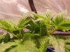 Day 32, 8-2-20, Second Topping.jpg