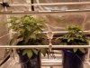 Day 37 (L) & Day 33 (R), 8-7-20.jpg