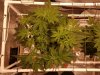 Day 43, 8-13-20, Scrog Spread.jpg