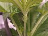 Day 44, 8-14-20, first pistils showing.jpg
