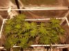 Day 49 (L) & Day 45 (R), 8-19-20 (2).jpg