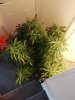 IMG_20200821_122715.jpg