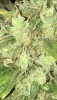 7426C6C9-1068-4C14-97DF-CBE3BDEDE76D.png
