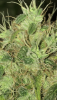 A5FBF5E7-82CE-44C6-87F2-3945319D05C3.png