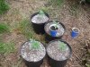 SDC10491.jpg