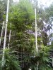 Outdoor Grow August 29 2020 Update (11).jpg