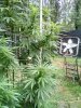 Outdoor Grow August 29 2020 Update (13).jpg
