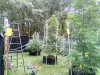 Outdoor Grow August 29 2020 Update (17).jpg