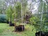 Outdoor Grow August 29 2020 Update (27).jpg
