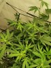 IMG-20200905-WA0012.jpg