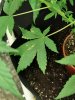 IMG-20200905-WA0016.jpg