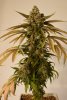 Amherst Sour Diesel 1B.jpg