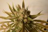 Amherst Sour Diesel 1D.jpg
