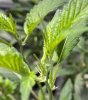 pistils.jpg