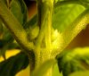 plant1_02.JPG