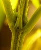 plant2_01.JPG