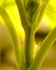 plant2_02.JPG