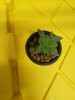 Left Regular top view wk1.jpg