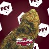 critical-plus-pev-bank-seeds-2.jpg critical-plus-pev-bank-seeds-2.jpg