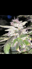 0C555214-CCC1-4C07-BC0C-C463DBC9A6F1.png