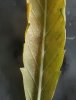 IMG-20200915-WA0016.jpg