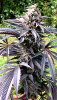 31328B98-D04C-4AE8-A751-455A8823B238.png