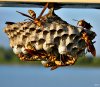 paper-wasp-nest.jpg