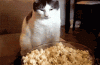cat popcorn.gif