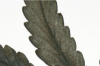 detail_pic_p.png