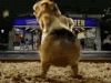 giphy-4.gif