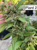 Plant 2b.jpg
