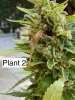 Plant 2c.jpg