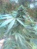 IMG_20200925_183518.jpg
